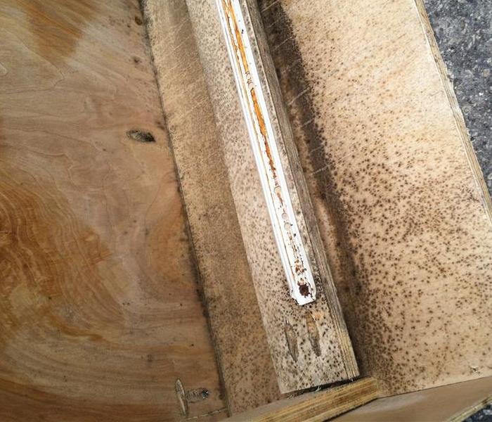 Mold growth in spots on a wooden frame