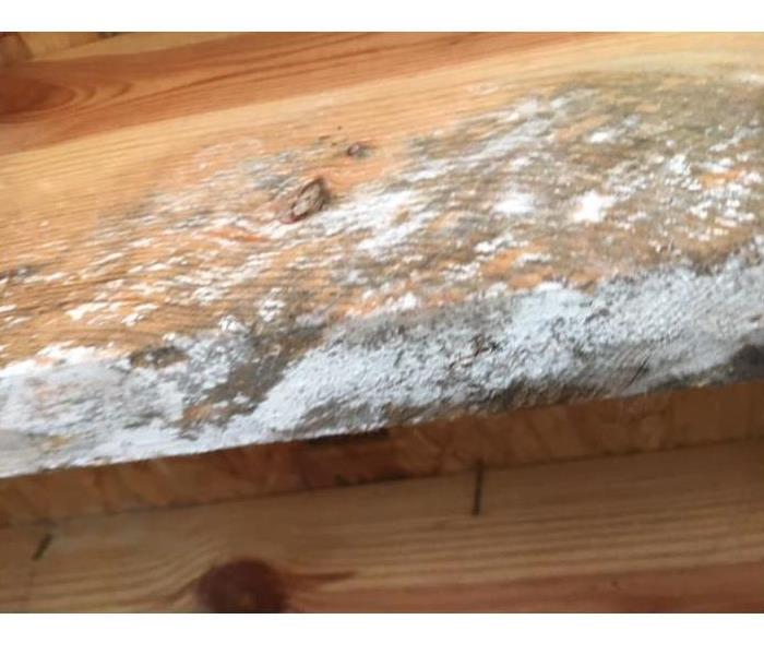White and gray mold growth on wooden plank