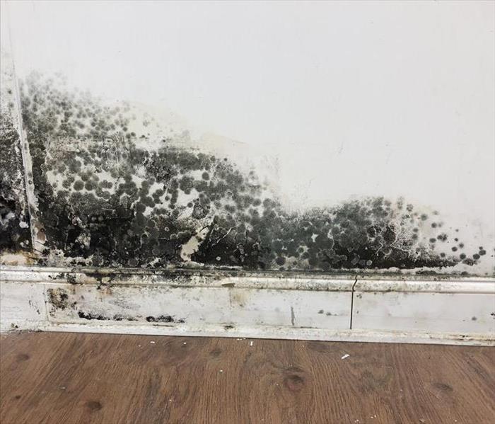 Black mold colonies growing along the base of a wall